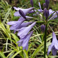 Agapanthus 'Silver Moon'